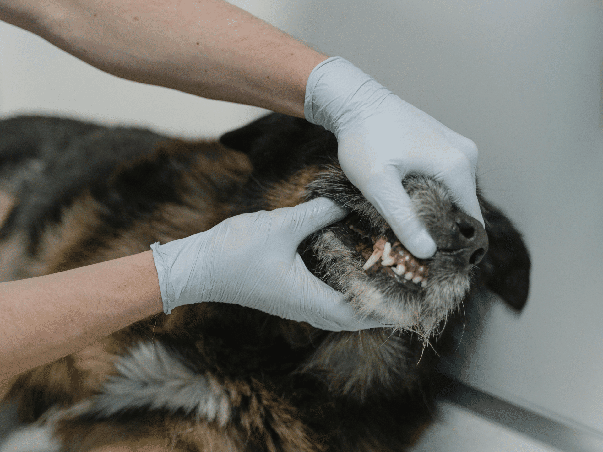 The hands of a person wearing gloves holding open the mouth of a brown and black dog to show the teeth.