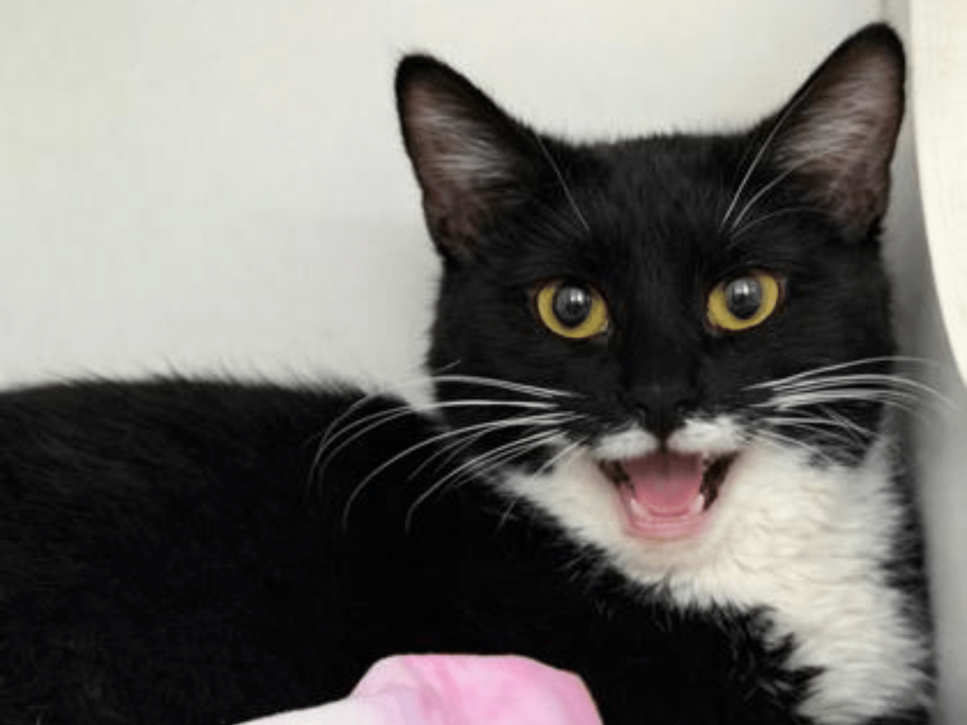 Black and white cat looking at the camera with its mouth open, appearing to smile or laugh.