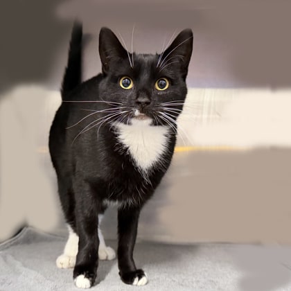 Black and white cat standing and looking at the camera.