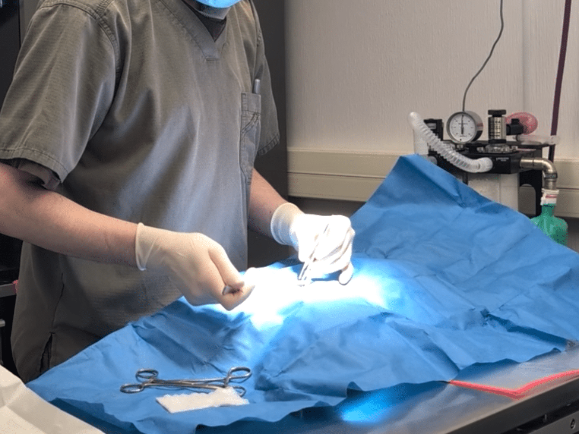 Hands of a caucasian doctor performing a surgery on an animal underneath a blue tarp.