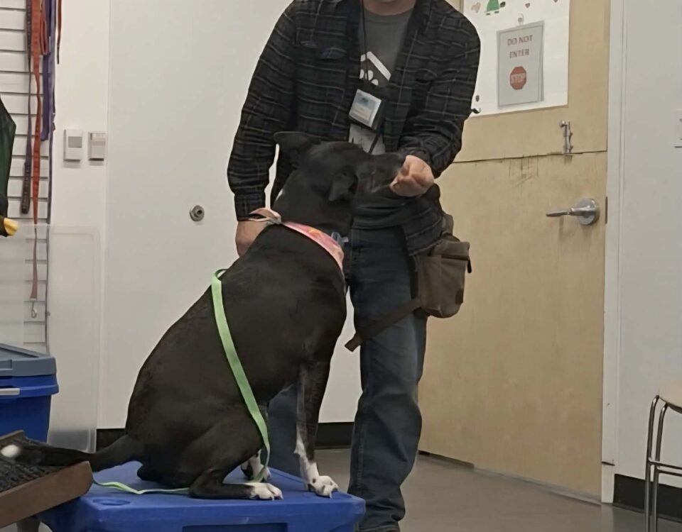 caucasian man in a wide-brimmed hat, offering treats to a dog sitting on a training platform
