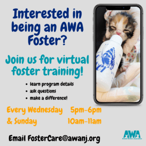 Interested in being an AWA foster? Join us for virtual foster training! Wednesdays 5-6pm and Sunday 10-11am