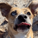 Brown and white dog with upright ears and different colored eyes sticking its tongue out at the camera.