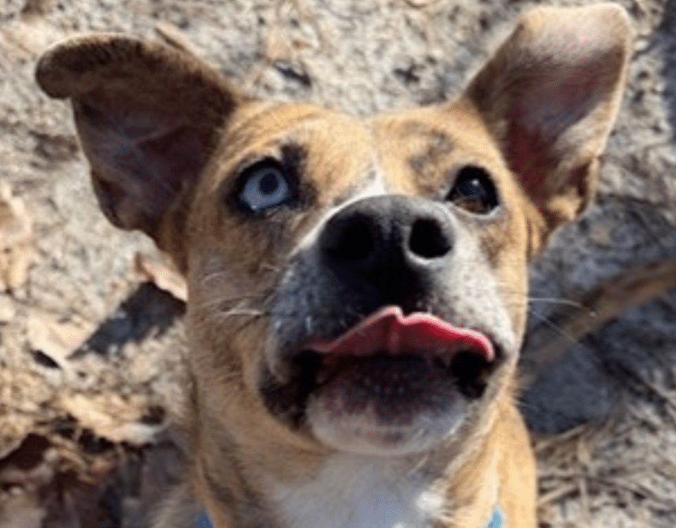 Brown and white dog with upright ears and different colored eyes sticking its tongue out at the camera.