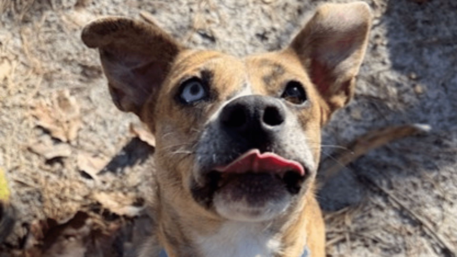 Brown and white dog with upright ears and different colored eyes sticking its tongue out at the camera.