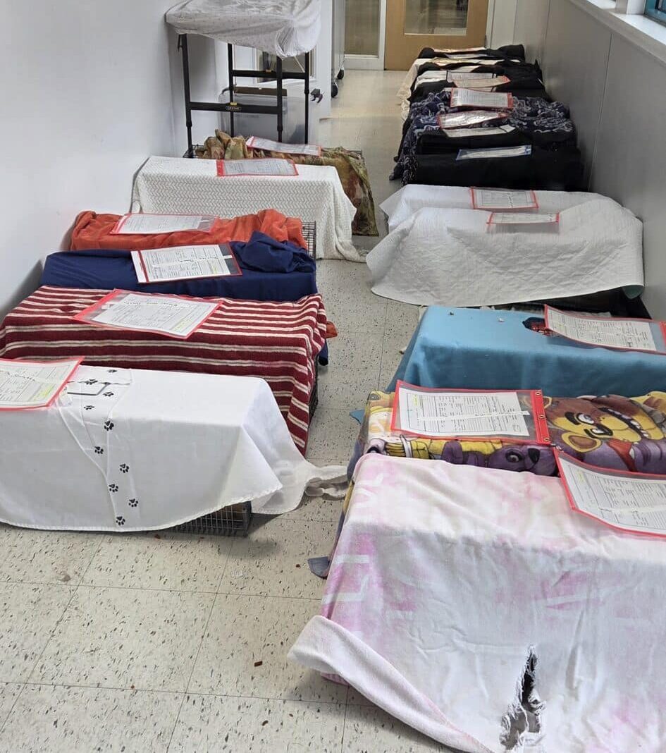 Feral cat traps covered in towels lining the hallways