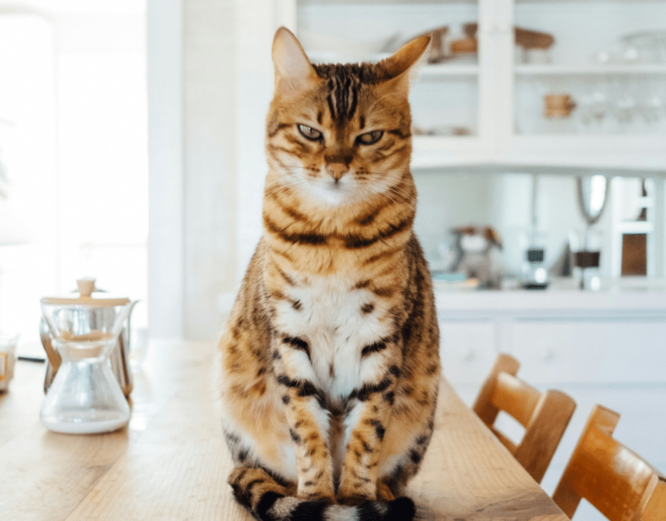 brown tabby cat with mean expression sitting on a kitchen table