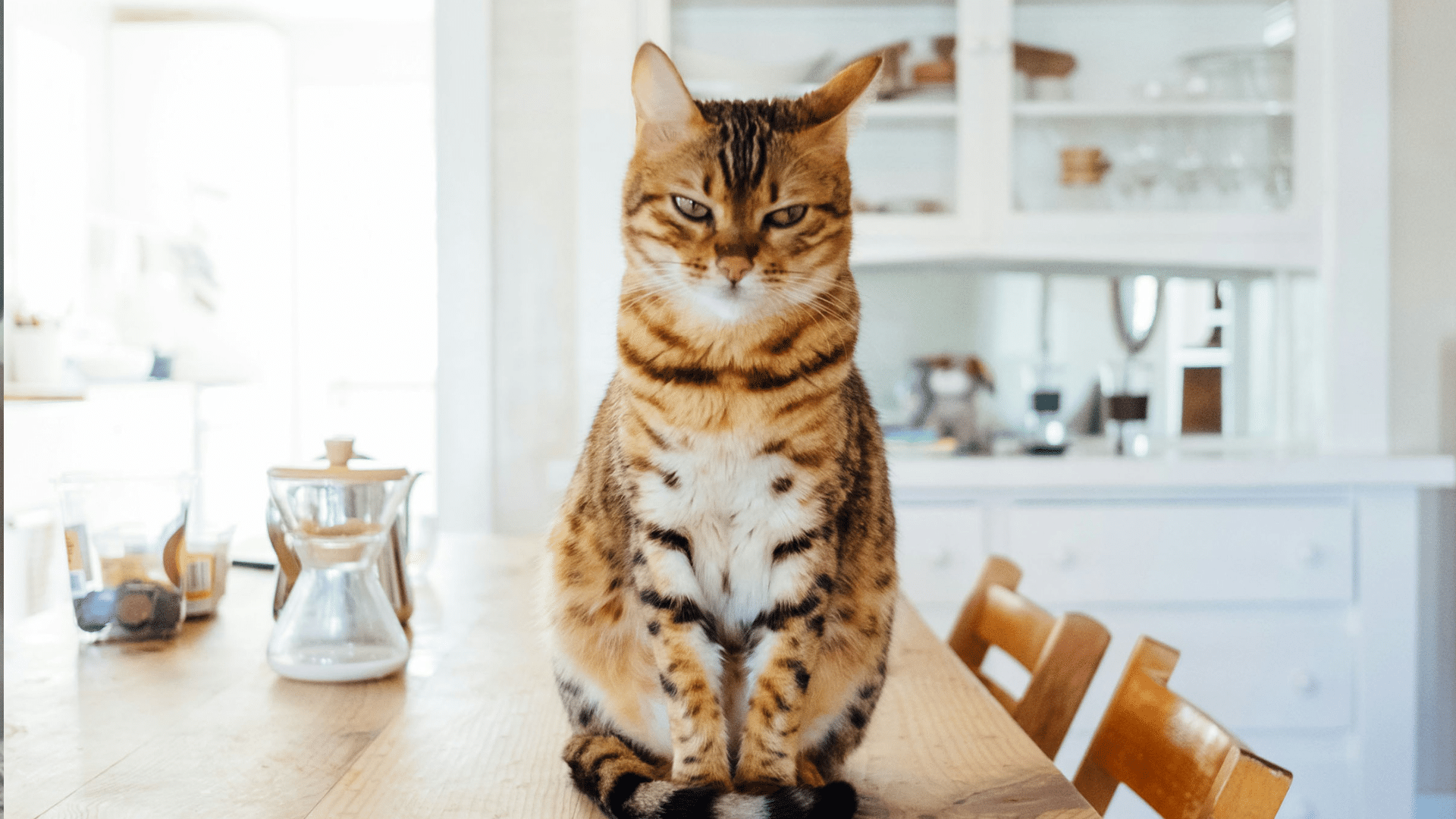 brown tabby cat with mean expression sitting on a kitchen table