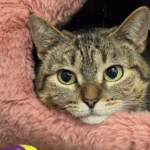 Brown and white tabby cat with green eyes sticking her head out of a fluffy pink cat bed