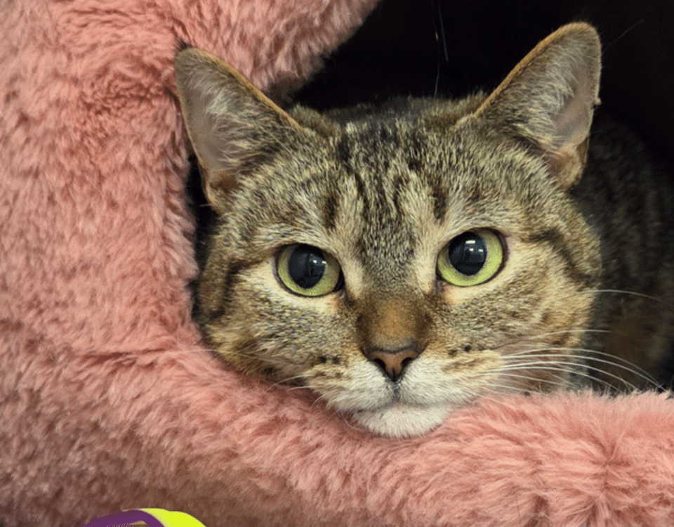 Brown and white tabby cat with green eyes sticking her head out of a fluffy pink cat bed