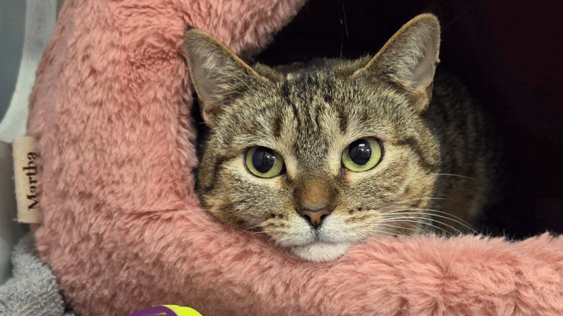 Brown and white tabby cat with green eyes sticking her head out of a fluffy pink cat bed