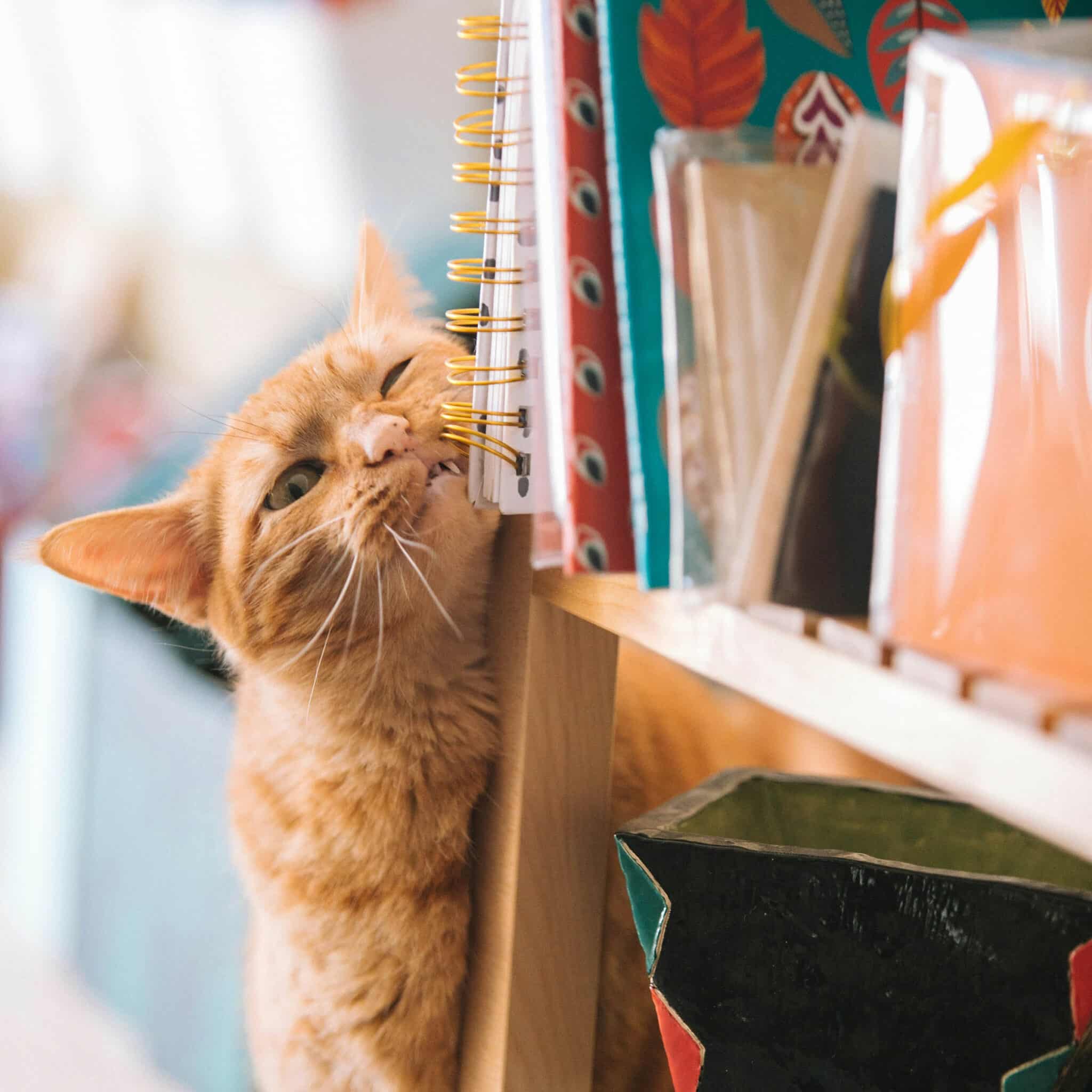 orange cat chewing on notebooks on a book shelf