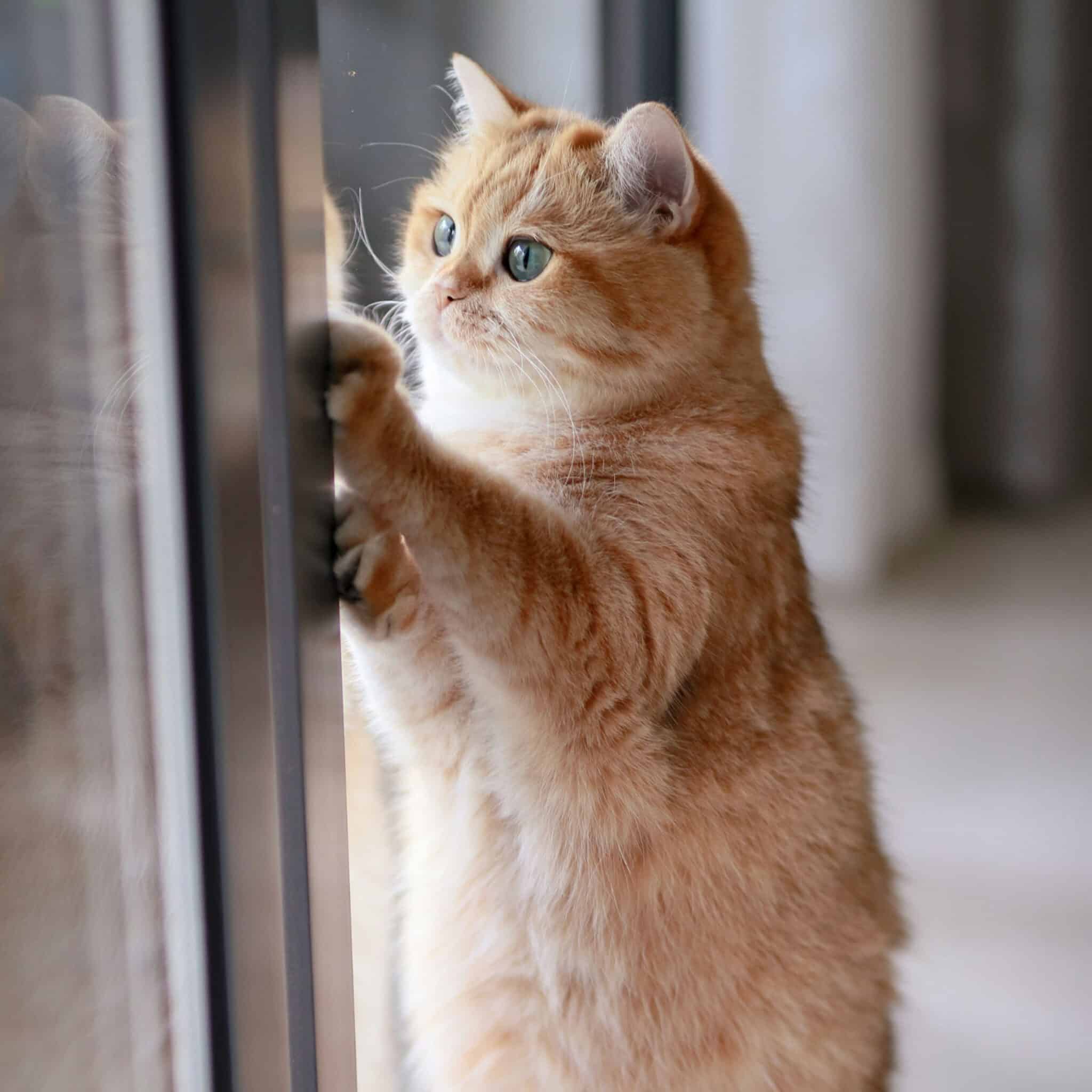 Buff colored cat standing on back legs looking out the window.