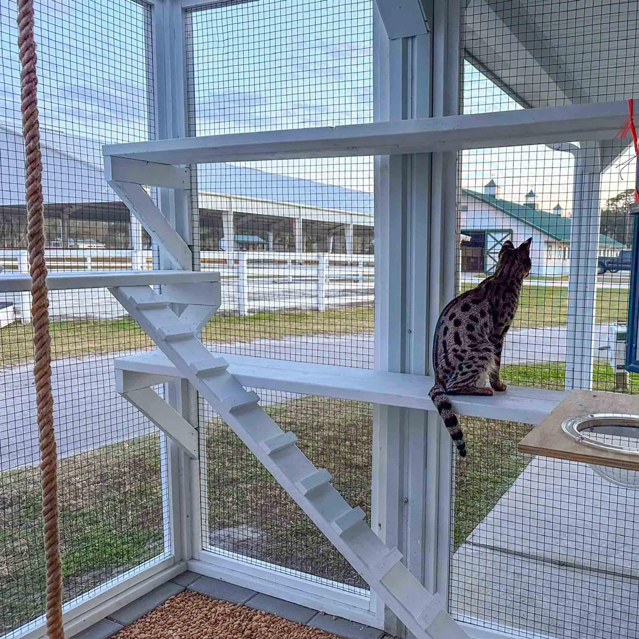 brown cat in enclosed white wood and fence catio