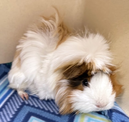 White, yellow, and brown medium-haired guinea pig on a blue and white blanket.
