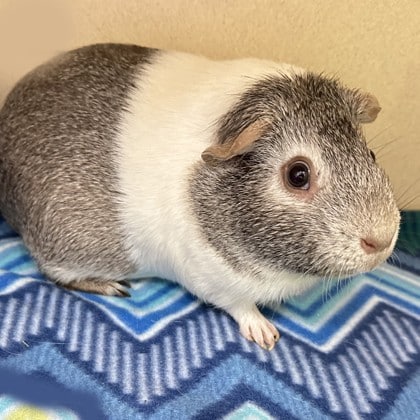 White and gray guinea pig sitting on a blue and white blanket.
