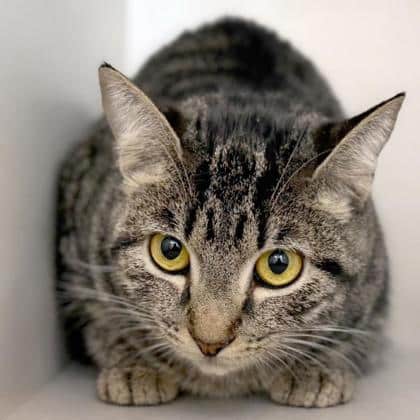 Tabby cat with yellow eyes looking directly at the camera.