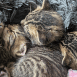 Brown and black kittens snuggled together on a gray blanket