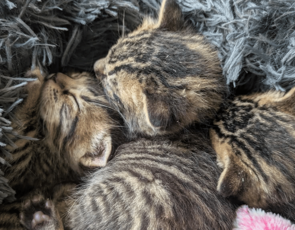 Brown and black kittens snuggled together on a gray blanket
