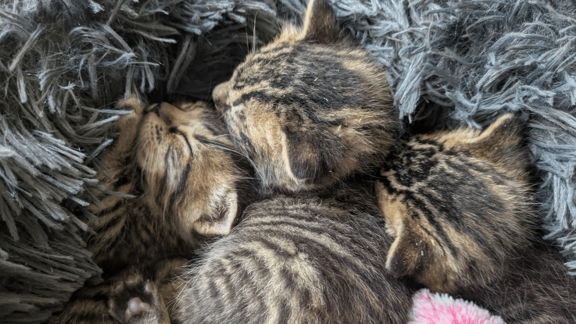 Brown and black kittens snuggled together on a gray blanket