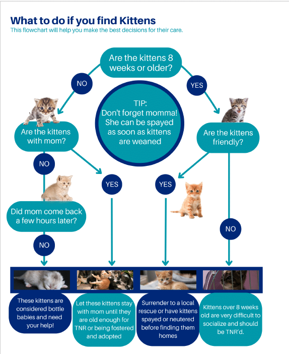 A flow chart for what to do when a kitten is found.