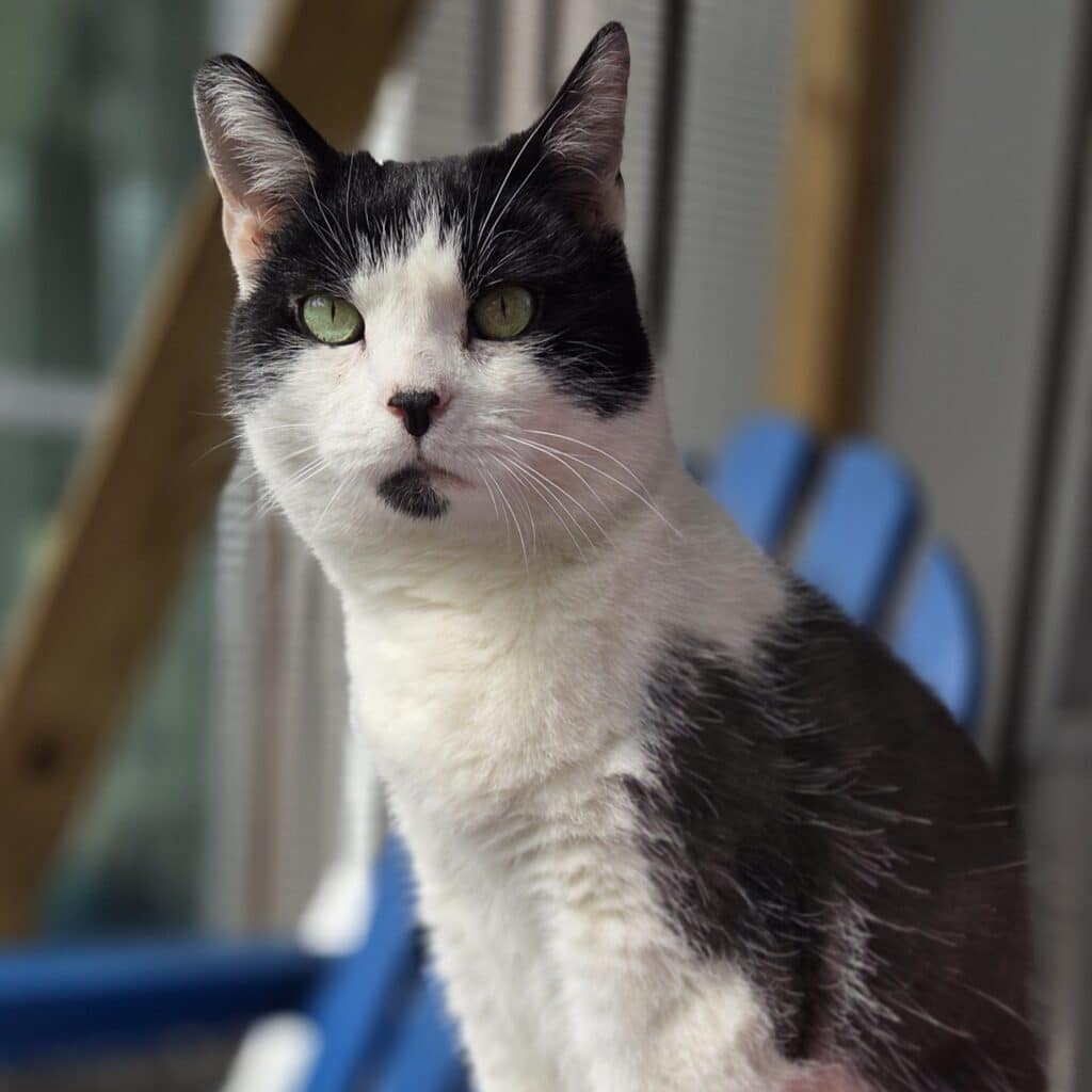 Black and white cat with a black nose and green eyes