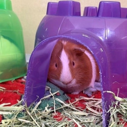 Orange and white guinea pig in a purple hide out hut.