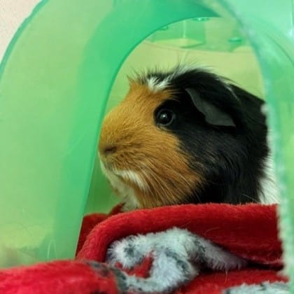 brown black and white guinea pig in a green hide-out hut