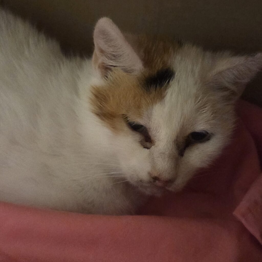 White and orange cat with a very sad expression on its face