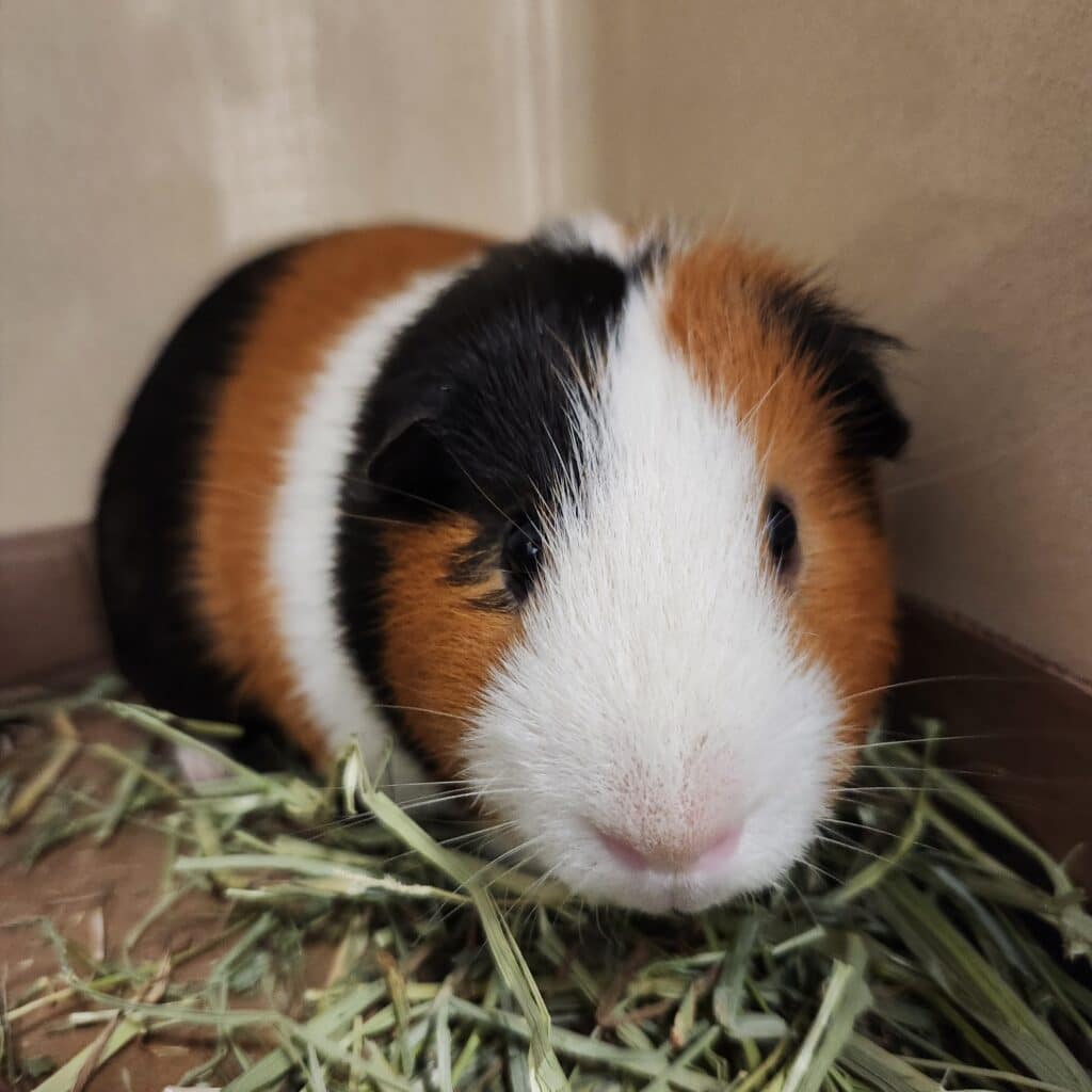 Orange, black, and white guinea pig