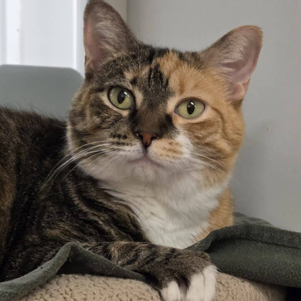 Brown, orange, and white calico cat with green eyes and a dark pink nose