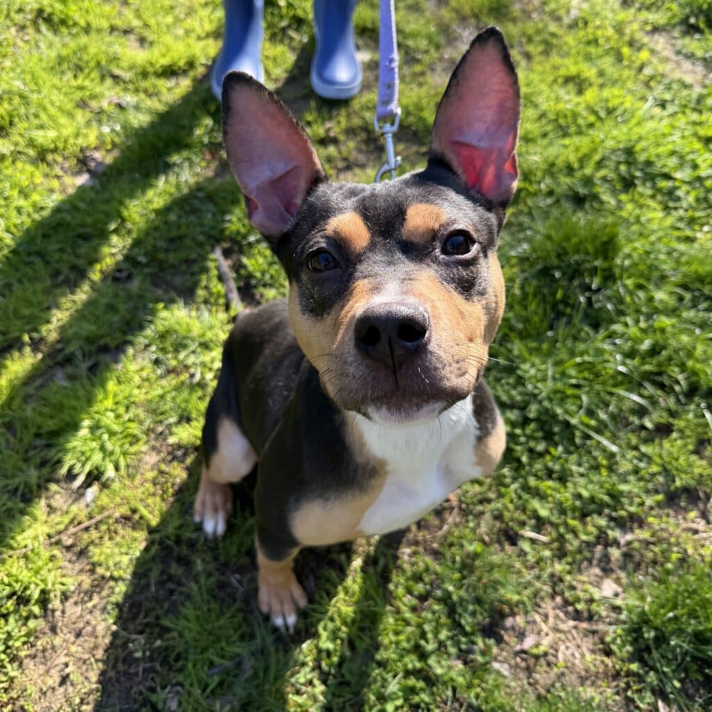 Black, brown, and white dog with upright triangular ears.