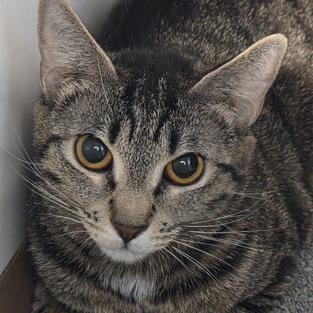 Brown and Gray Tabby cat with yellow-green eyes
