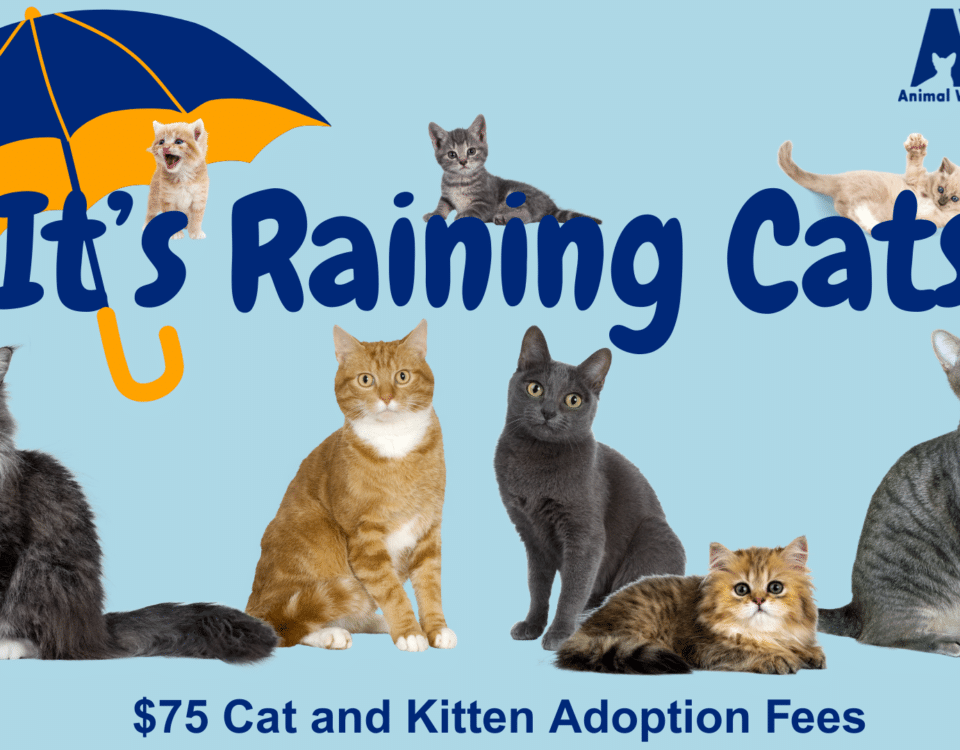 It's Raining Cats. $75 Cat and Kitten Adoption Fees
