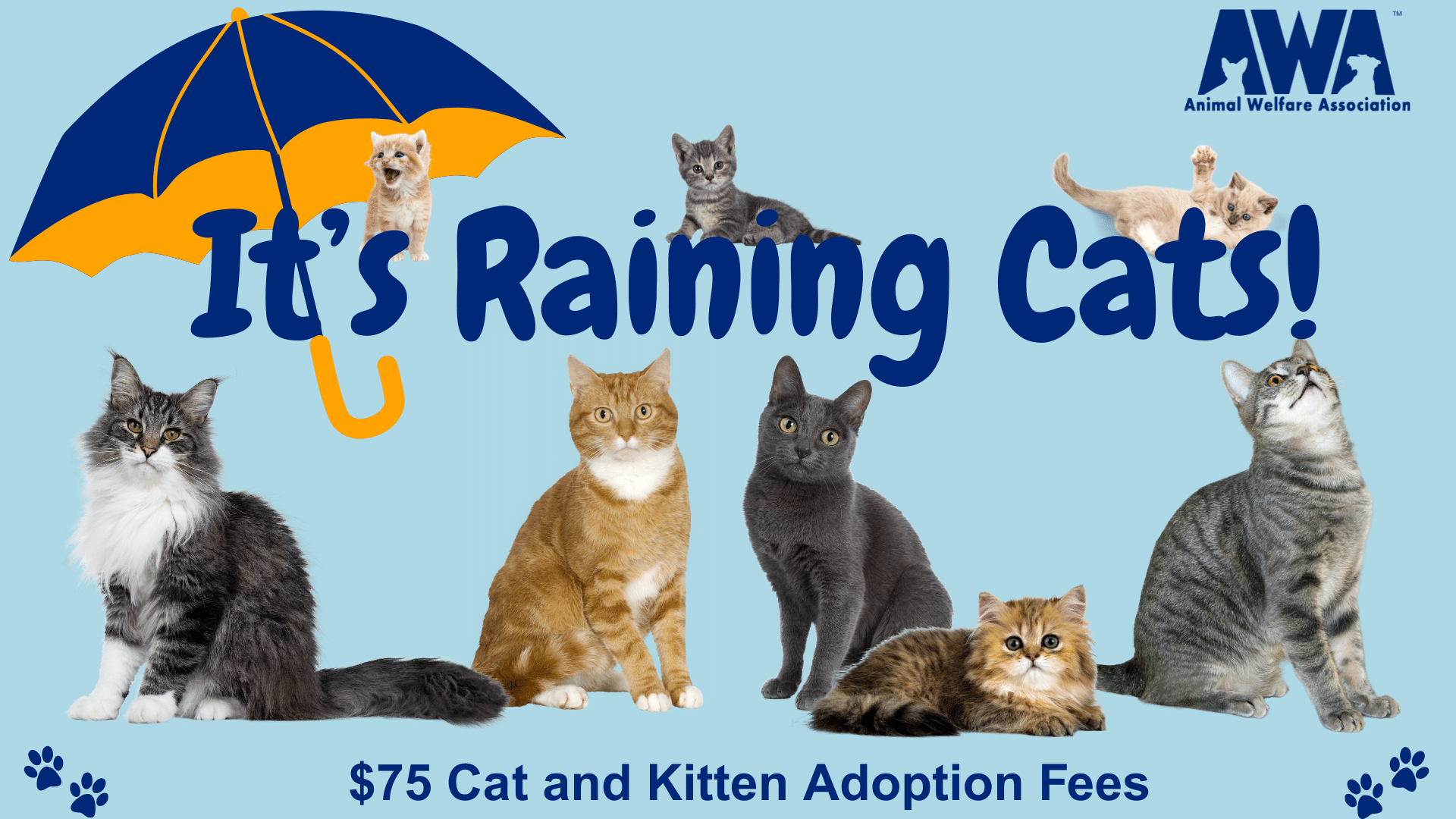 It's Raining Cats. $75 Cat and Kitten Adoption Fees