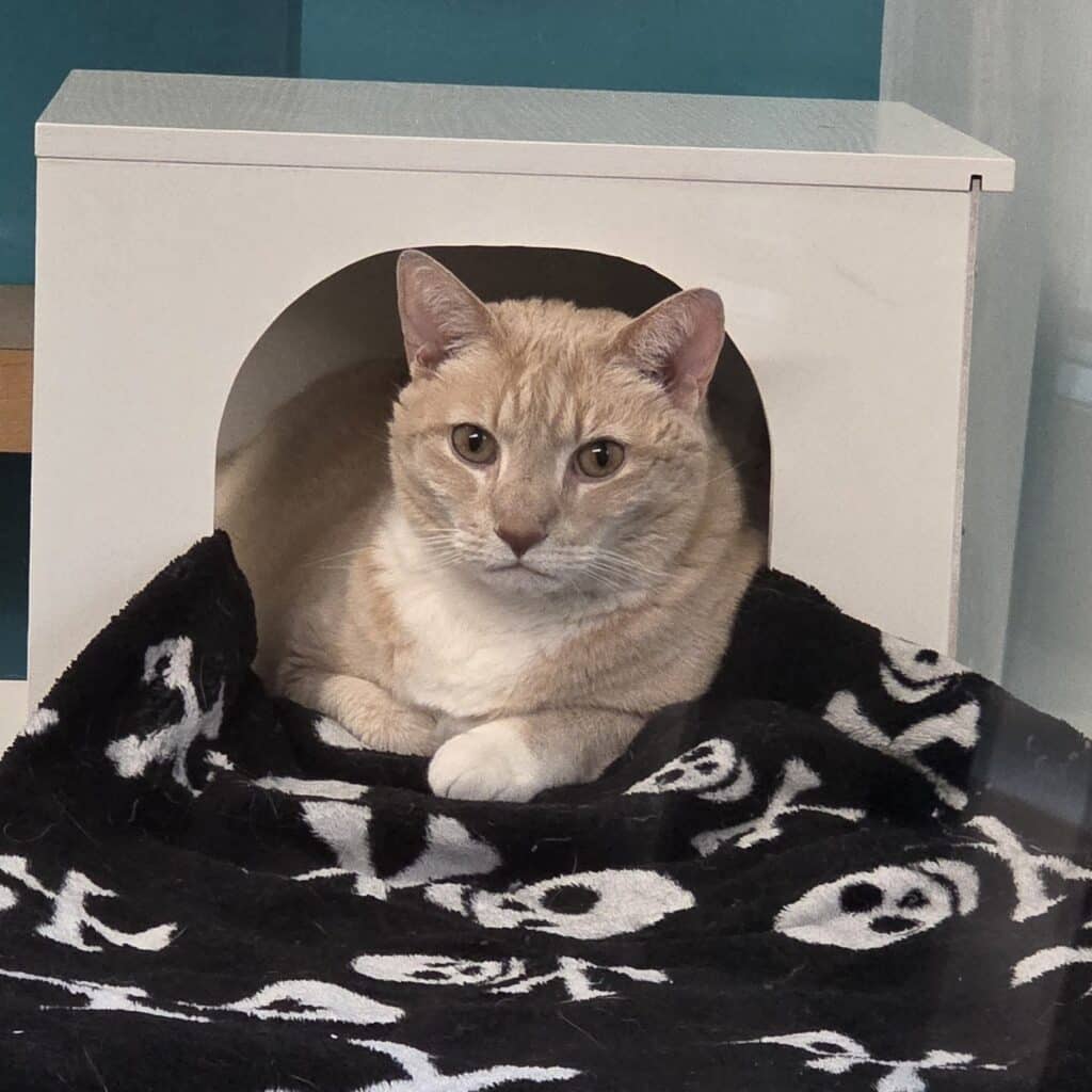 Buff tabby cat sitting on a black blanket