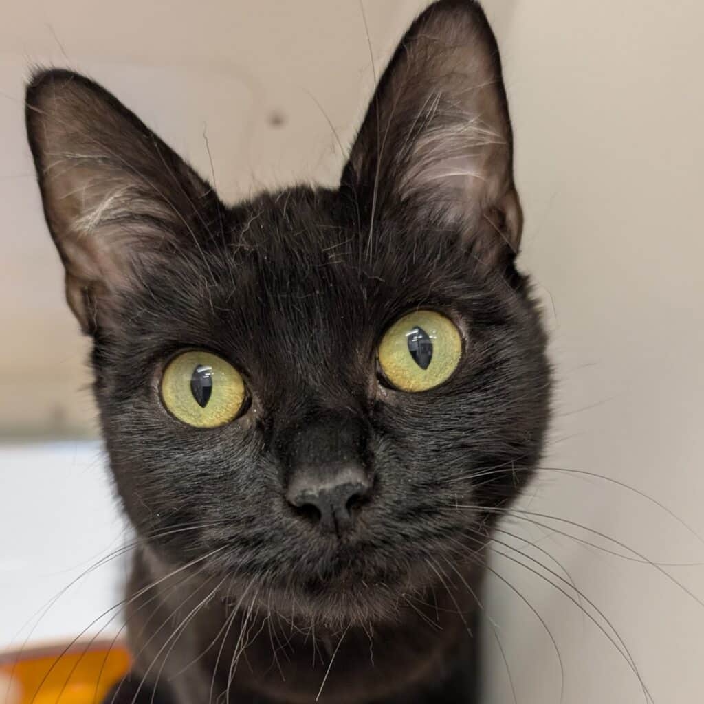 black cat with large green eyes
