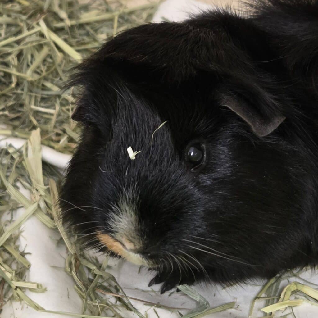 black guinea pig