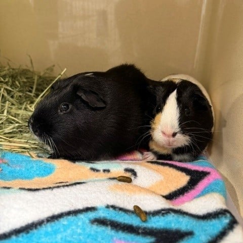 a black guinea pig and a black, white, and brown guinea pig huddled together in a corner