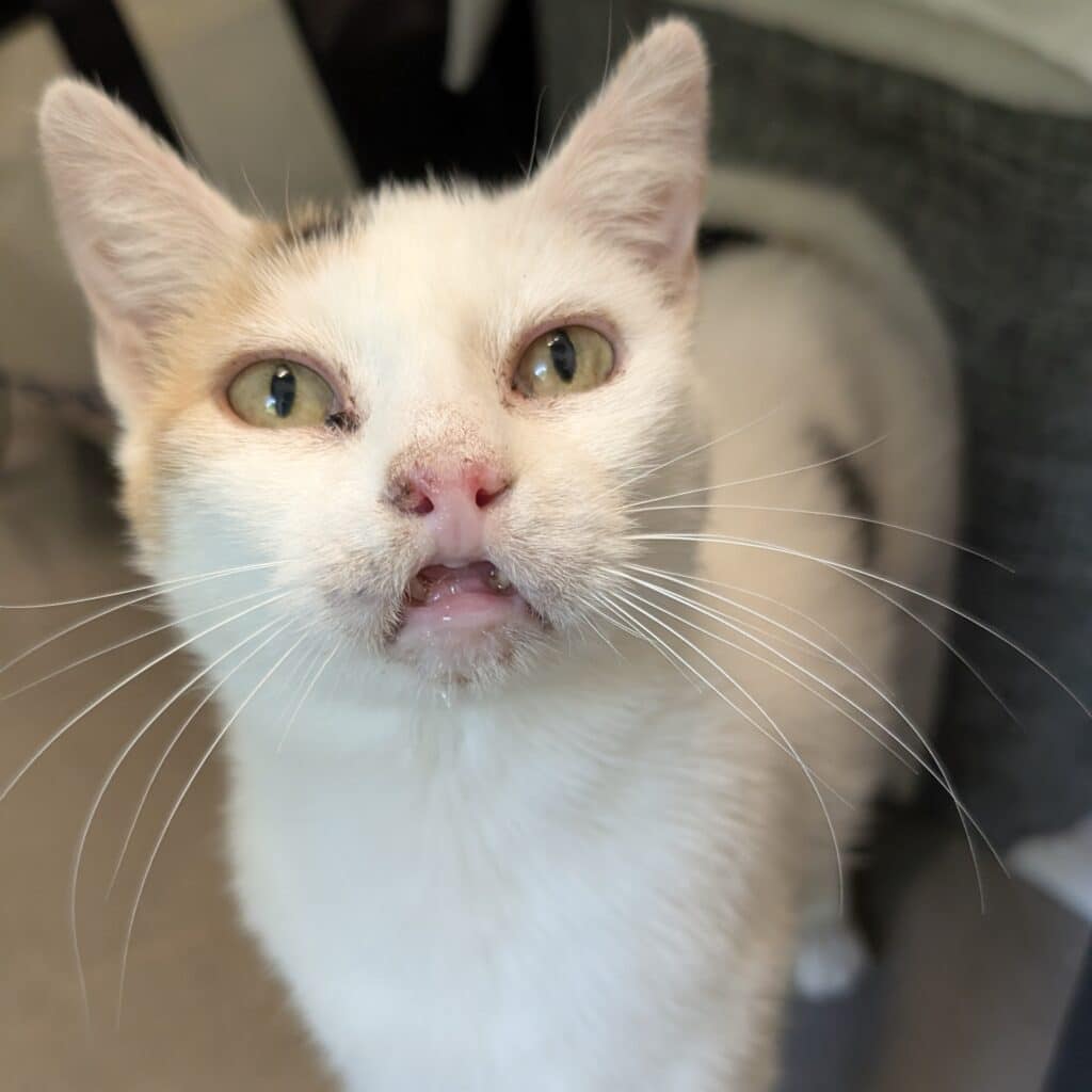 White and orange cat with a pink nose. She is missing her front teeth which makes her face look unique.