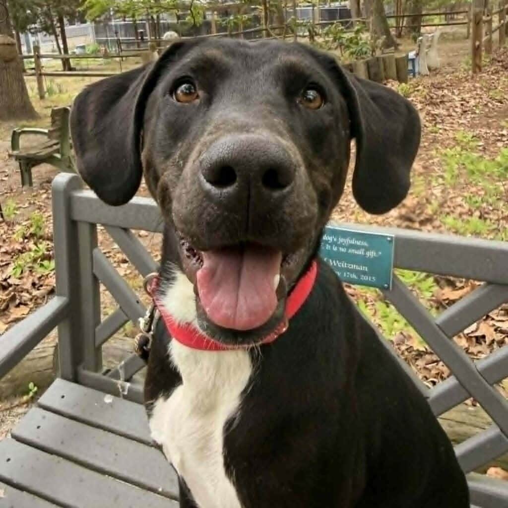 Brown and white dog with a red collar sitting on a bench