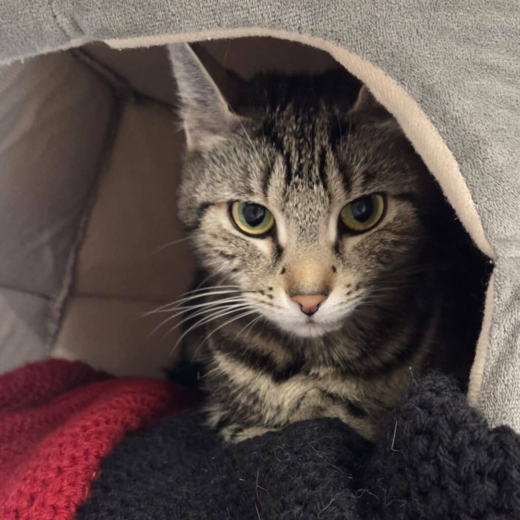 brown and black tabby cat lounging in a gray cat house