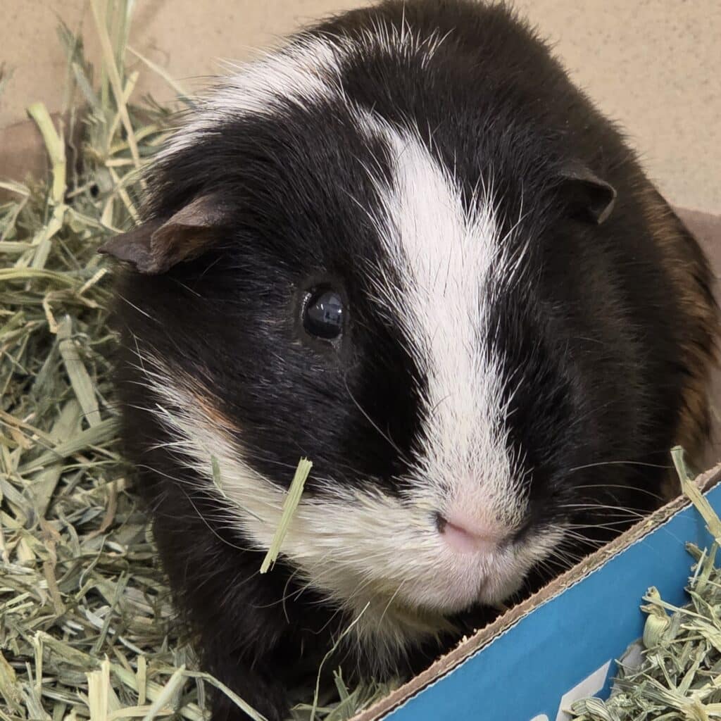 Black and white guinea pig