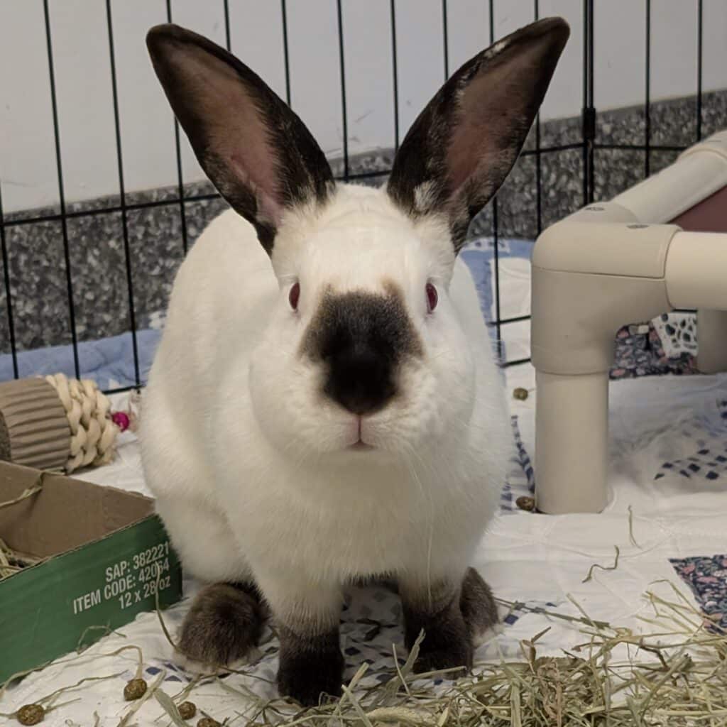 White rabbit with brown ears, nose, and feet