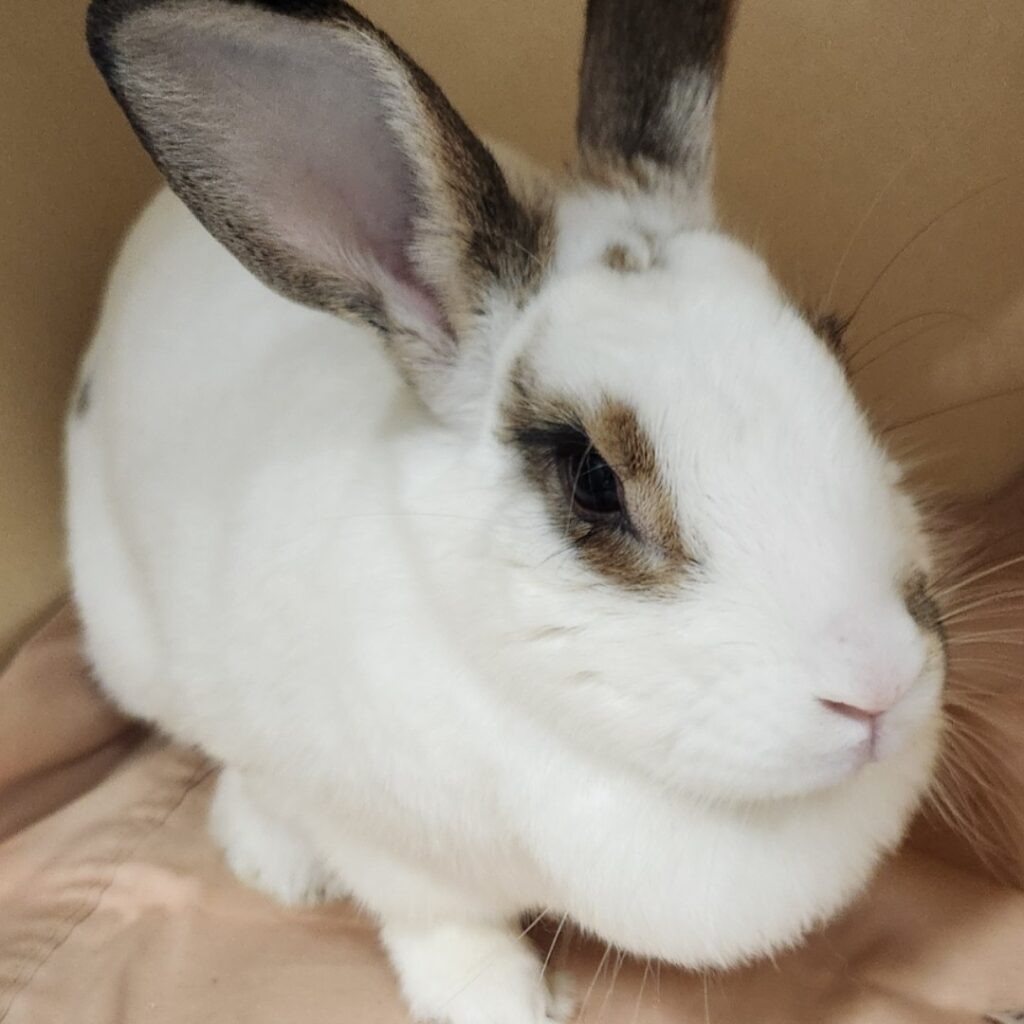 White rabbit with brown ears and eyes