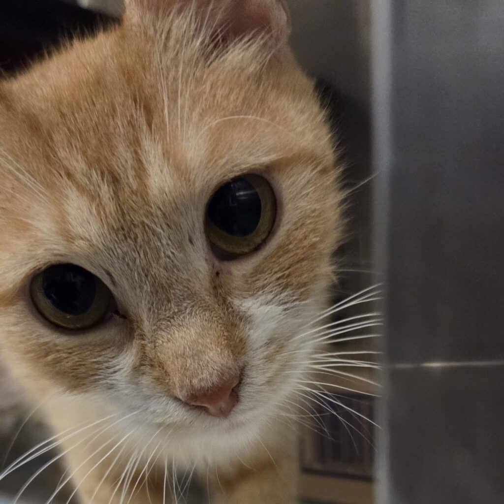 Orange and white cat looking at the camera with a tilted head.