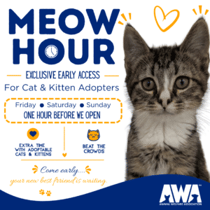 Meow Hour