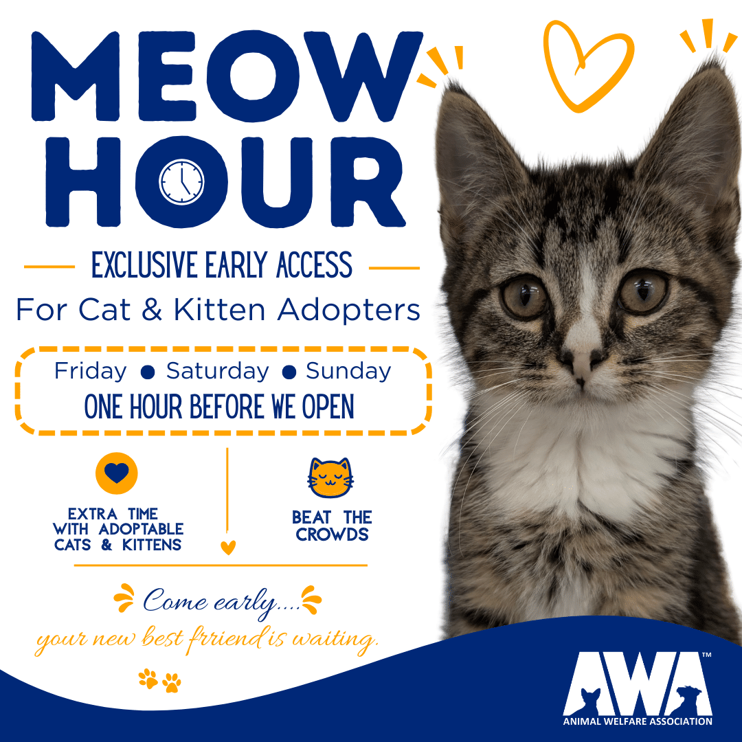 Meow Hour