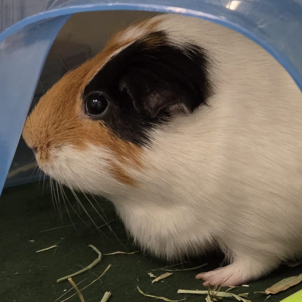 Orange, black, and white guinea pig