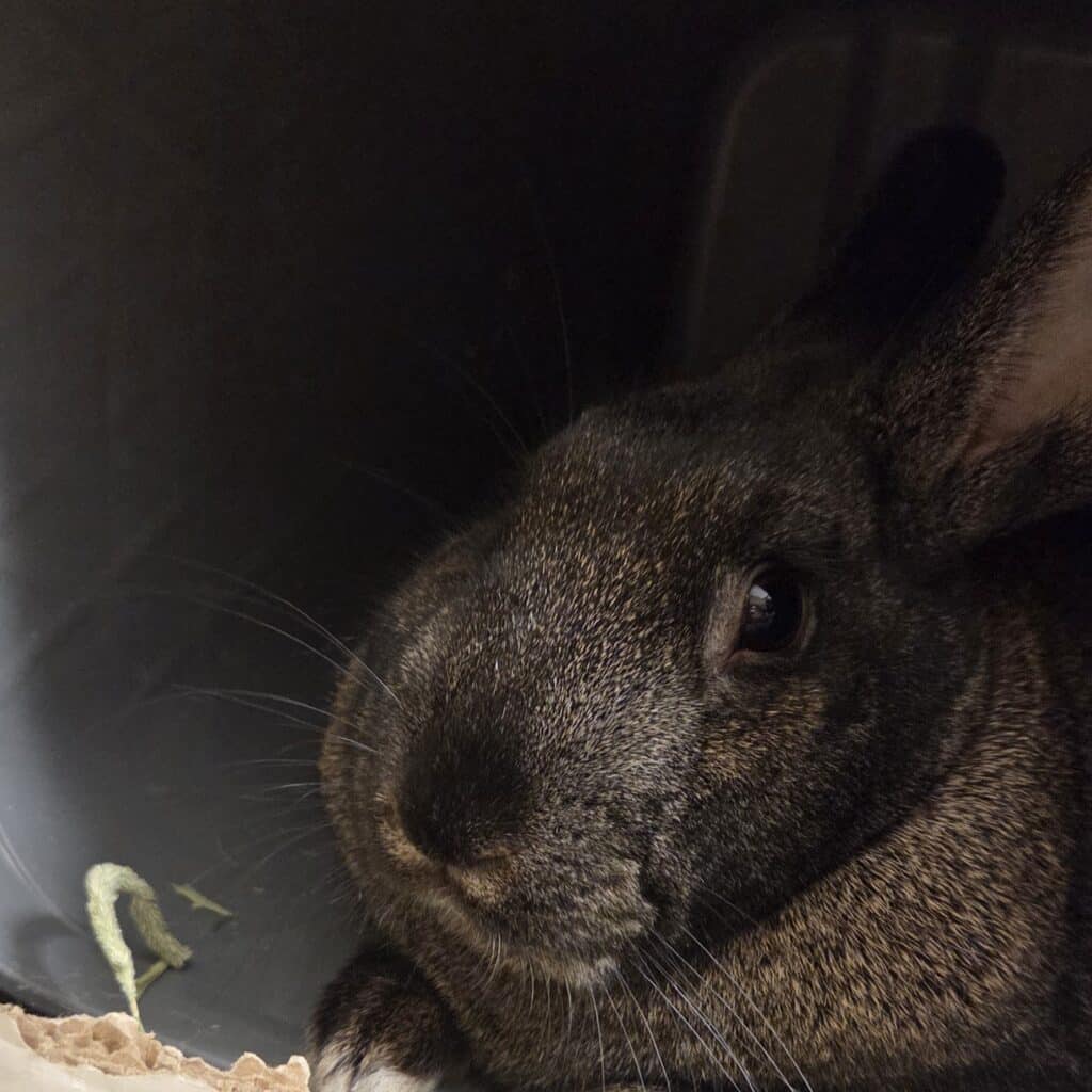 Black and tan rabbit